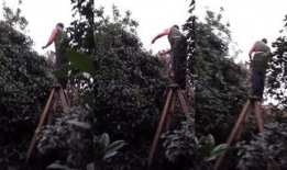 龙须树修剪视频,视频教程深度解读